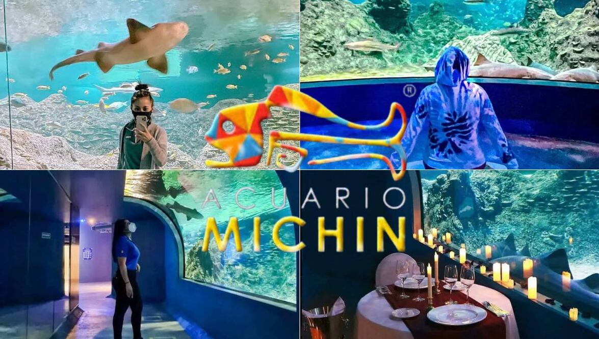 El Acuario Michin se encuentra en Guadalajara, Puebla y Ciudad de México | Foto: Redes Sociales
