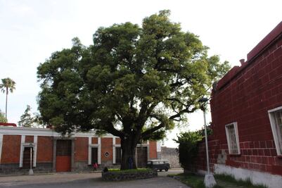 Estos árboles han visto pasar 100 años de historia en Puebla y son patrimonio de la ciudad