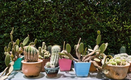 4 plantas resistentes al sol para recibir la primavera a todo colon en tu jardín