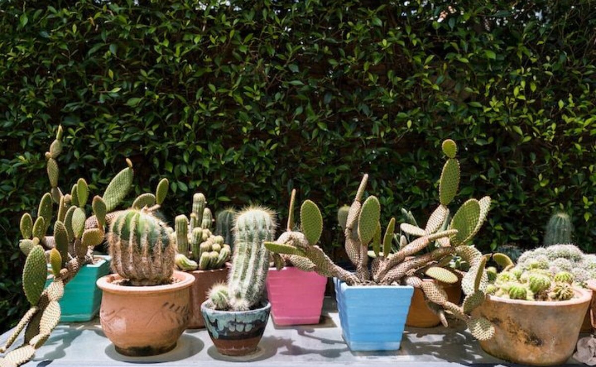 Prepara tu jardín para recibir la primavera con estas plantas resistentes al sol. Fuente: Freepik.