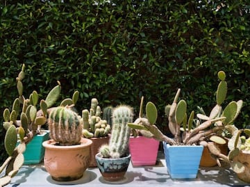4 plantas resistentes al sol para recibir la primavera a todo colon en tu jardín