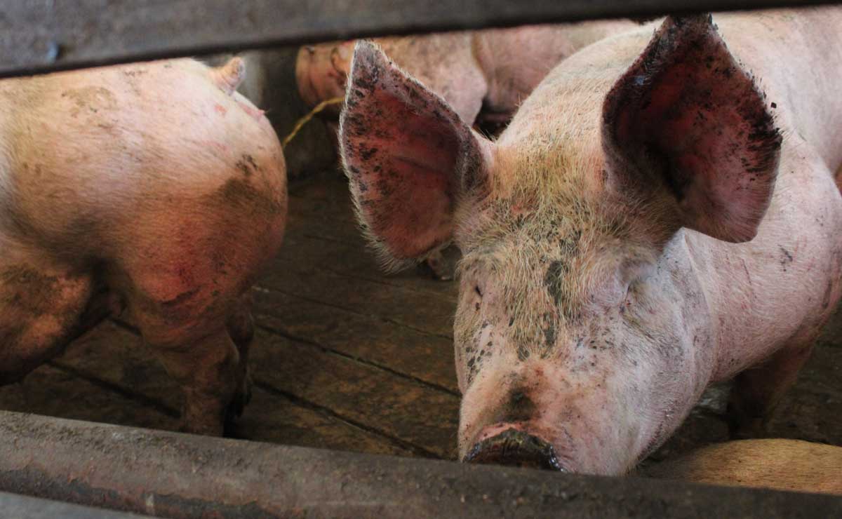 Foto: Agencia Es Imagen para El Universal Puebla