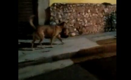 Inician proceso para identificar cabeza humana que llevaba un perro en el hocico