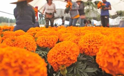 Flor de cempasúchil en Atlixco generará derrama económica de 100 mdp