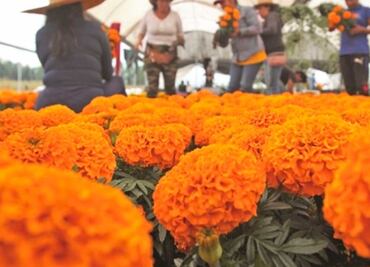 Flor de cempasúchil en Atlixco generará derrama económica de 100 mdp