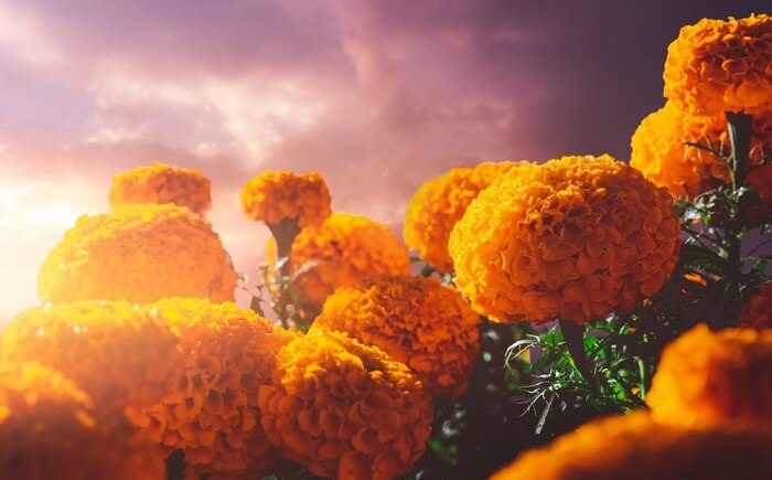 El otoño se distingue por la caída de las hojas de los árboles caducifolios, que son aquellos que renuevan sus hojas anualmente.

Foto: Producción El Universal Puebla