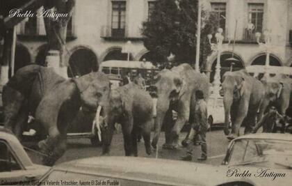 ¿Imaginas a unos elefantes marchando en el zócalo de Puebla? Pues sí pasó
