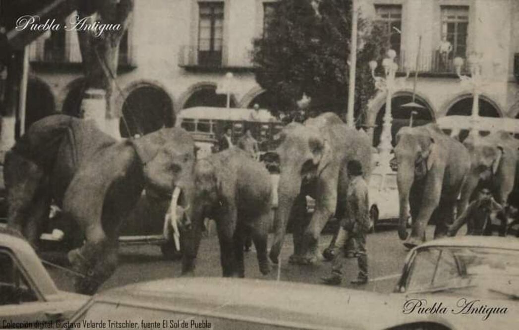 En enero de 1974 elefantes del Circo Bell fueron sacados a las calles a manera de duelo | Facebook Gustavo Velarde