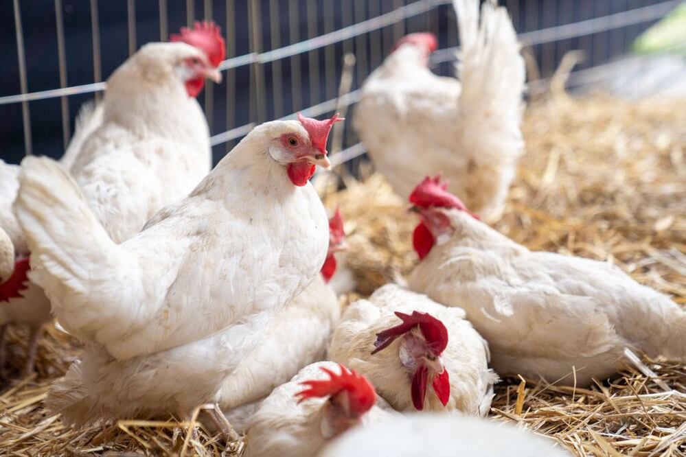 Bloqueos a granjas en Puebla podrían poner en riesgo la producción de huevo y pollo | Es Imagen para El Universal Puebla