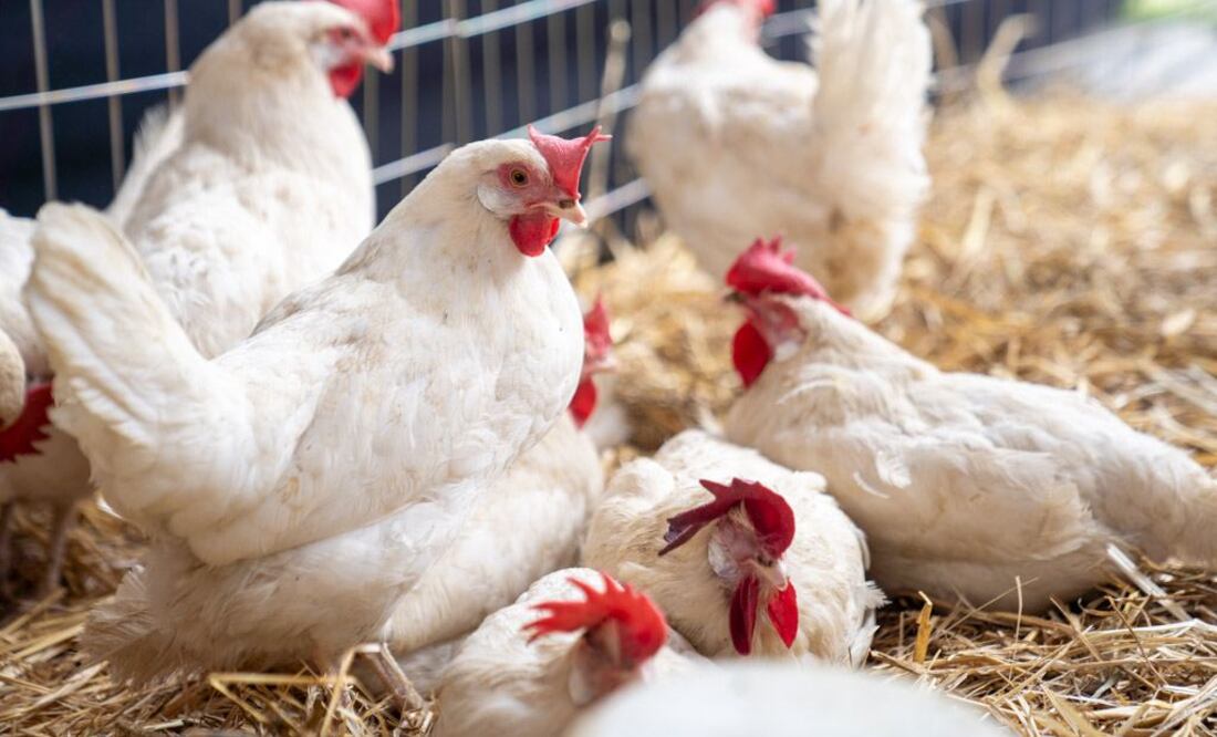 Bloqueos a granjas en Puebla podrían poner en riesgo la producción de huevo y pollo | Es Imagen para El Universal Puebla