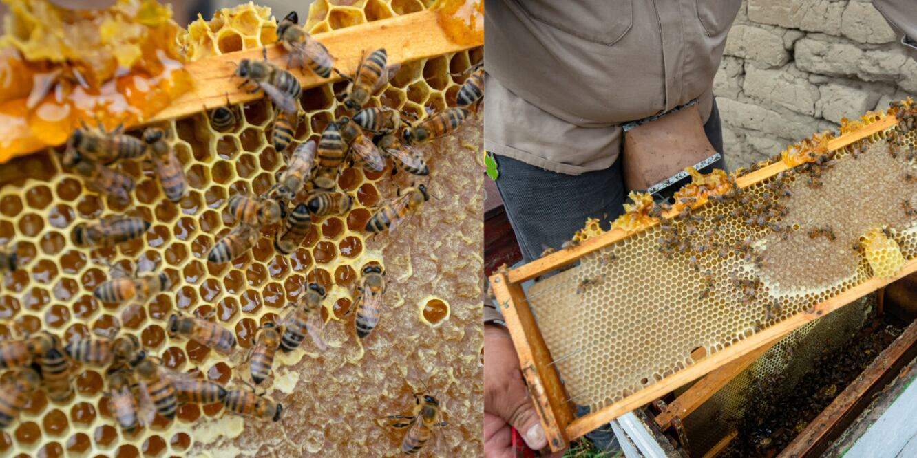 Producción de miel / Foto EsImagen