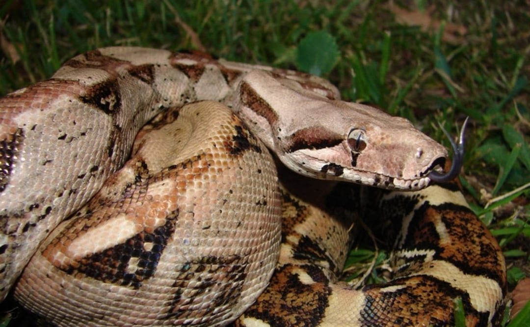 La boa constrictor es conocida comúnmente como mazacuata | Foto: Wikipedia