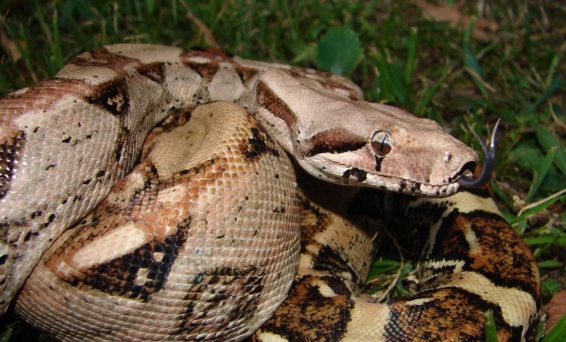 La boa constrictor es conocida comúnmente como mazacuata | Foto: Wikipedia
