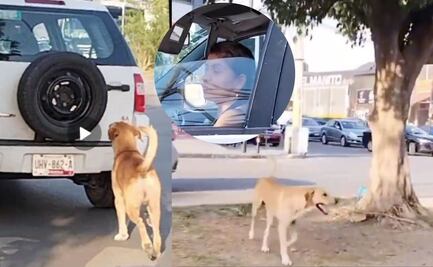 Este es el castigo por abandonar a un perrito en la calle en Puebla