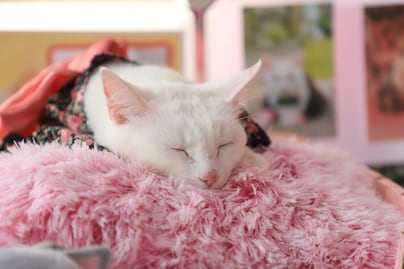 Conoce cuáles son los mejores hoteles pet friendly en Puebla