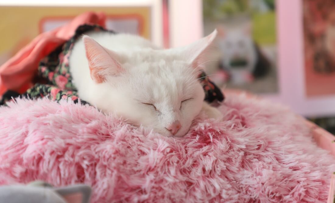 Estos son los mejores hoteles pet friendly de Puebla para viajar con tu mascota | ES IMAGEN