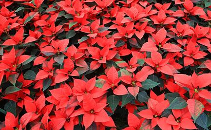 ¿La nochebuena es tóxica? Esto es lo que dicen los expertos