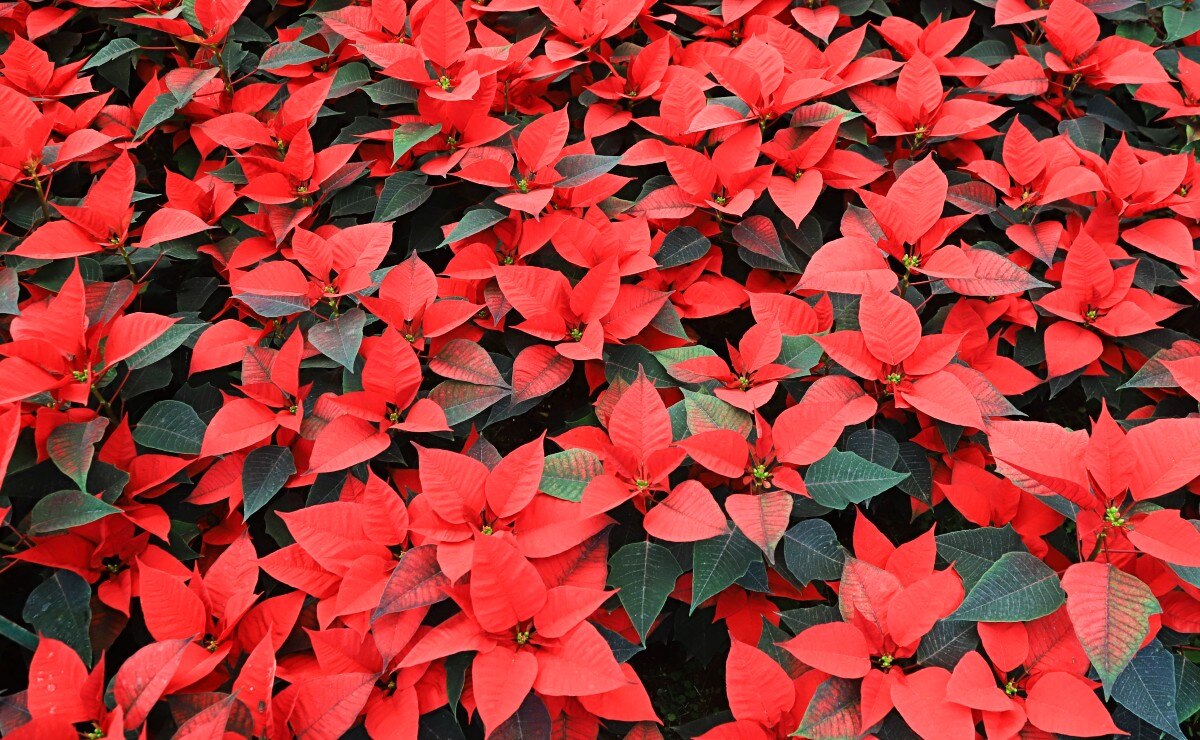 La flor de Nochebuena es cultivada por más de 900 productores a lo largo y ancho de la República Mexicana, especialmente en estados como Michoacán, Puebla y Guerrero, donde el clima favorece su crecimiento. 
Foto: Producción El Universal Puebla