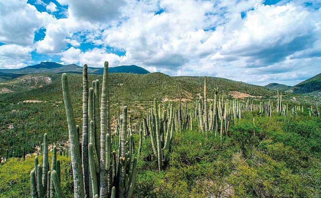 Foto: Agencia Es Imagen para El Universal Puebla