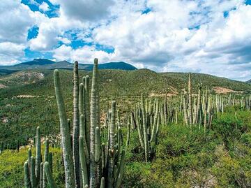 Saquean plantas endémicas de la Reserva de la Biósfera Tehuacán-Cuicatlán