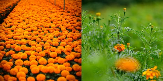 Flor de cempasúchil en 2024: ¿Cuánto costará este año?