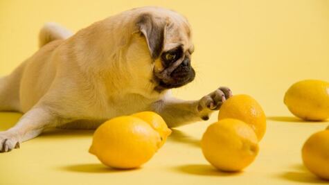 ¿Por qué no le debes dar limón a tu mascota?
