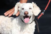 Día Mundial del Perro: 5 lugares pet friendly en Puebla para celebrar