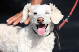 Día Mundial del Perro: 5 lugares pet friendly en Puebla para celebrar