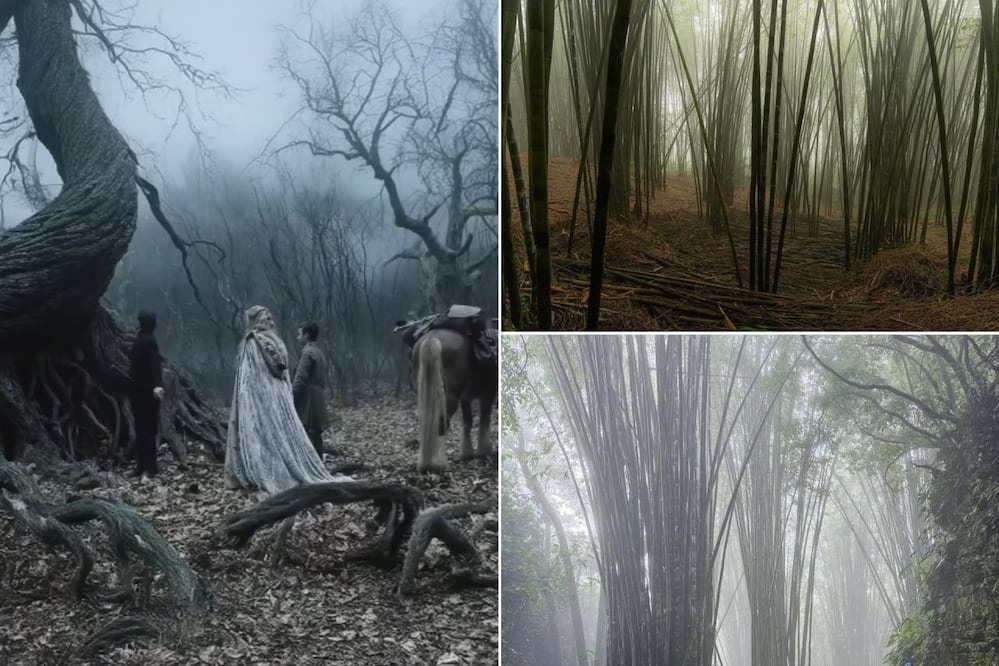 Entre bambúes y neblina, este bosque de Puebla crea un paisaje que recuerda a las películas de Tim Burton | Foto: Captura de video Flecha Lastrico Oficial / trendencias / FB Hola Cuetzalan