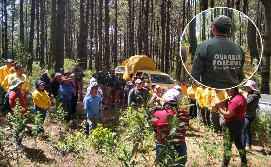 Fortalece Gobierno de Puebla el parque La Malinche con 50 mil nuevos pinos | Foto: Gobierno de Puebla.