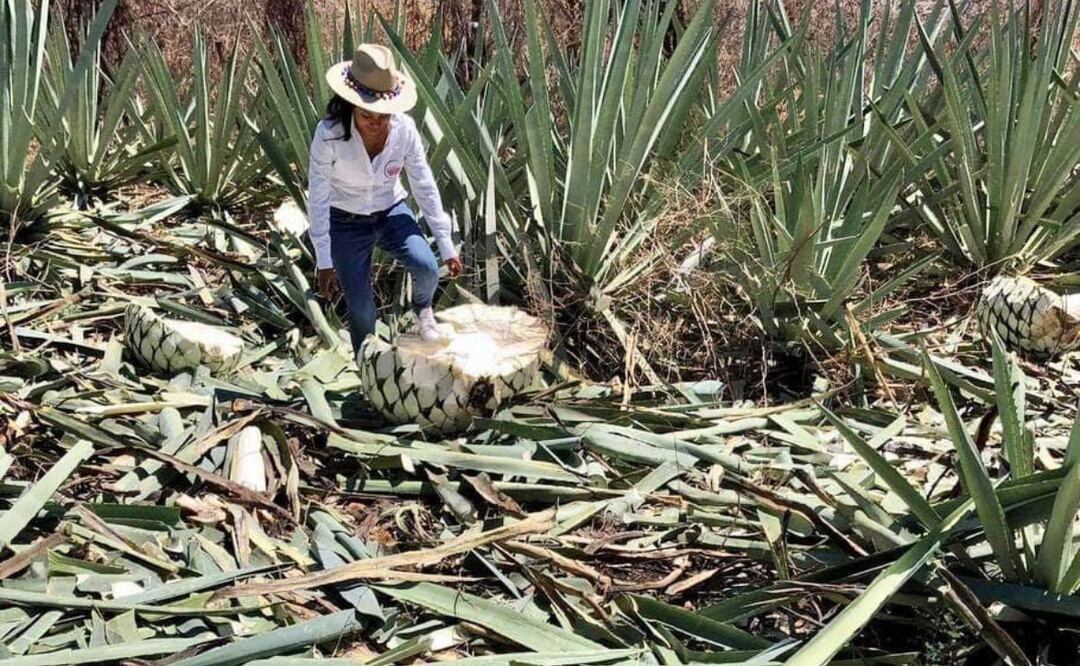 Las mujeres mezcaleras de Puebla han ganado medallas nacionales e internacionales | Foto: Mujeres del Mezcal y Maguey del Estado de Puebla