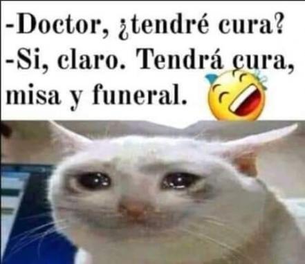 Día Mundial del Gato 2022. No le busques tres memes al gato, sabiendo que tiene cuatro