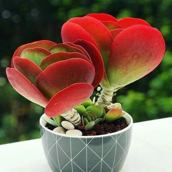 Descubre la majestuosidad y simbolismo del Kalanchoe thyrsiflora. Fuente: Freepik.