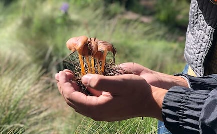 ¿Hongos alucinógenos contra la depresión?