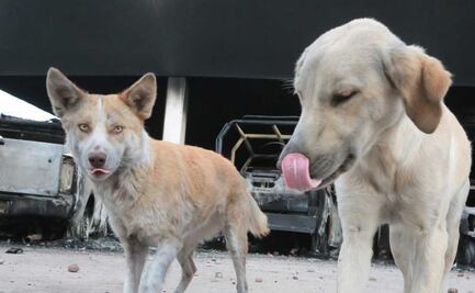 Denuncian envenenamiento masivo de perros en Huauchinango