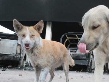 Denuncian envenenamiento masivo de perros en Huauchinango