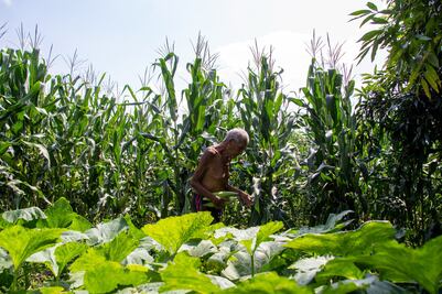 Alimentos que se producen en Puebla contienen plaguicidas