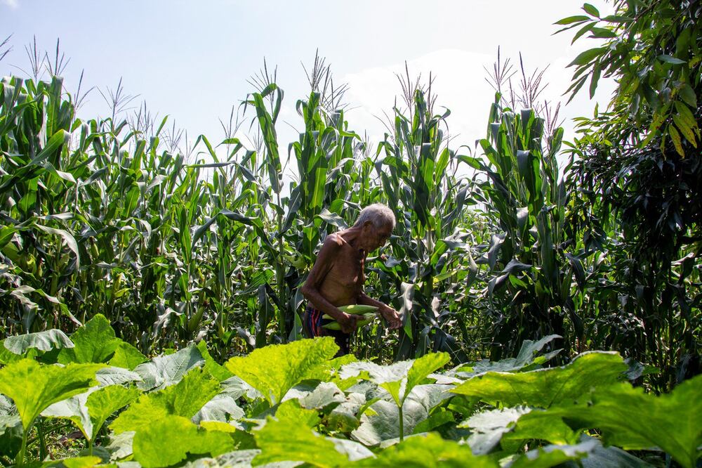 Por lo menos en 5 municipios del estado aún se emplean algunos tipos de químicos contra las plagas | EsImagen