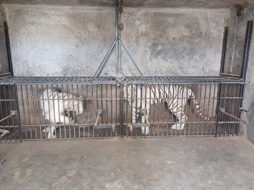 Varios animales exóticos fueron asegurados por la Profepa en Puebla | Foto: Profepa