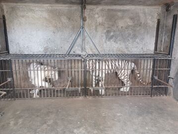 Profepa rescata tigres, leones y otros animales exóticos en Chapulco