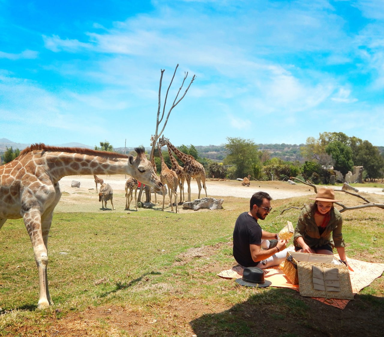En Africam Safari puedes tener un pícnic con las jirafas incluido Benito | Foto: Africam Safari