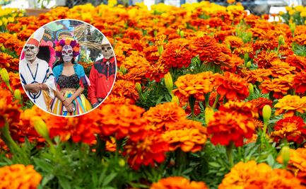 Arranca la temporada de flor de cempasúchil en Puebla