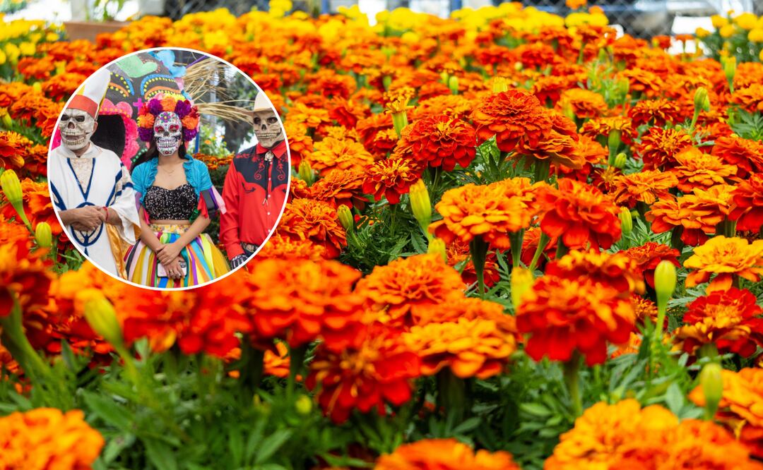 Arranca la temporada de flor de cempasúchil en Puebla | Foto: Gobierno de Puebla.