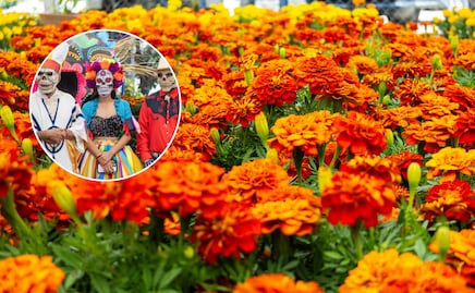 Arranca la temporada de flor de cempasúchil en Puebla