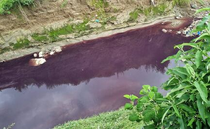 CONTAMINAN EL RÍO ALSESECA