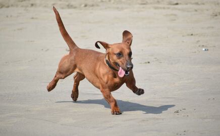 Día Mundial del Perro: Hay 8 mil lomitos abandonados en ciudad de Puebla