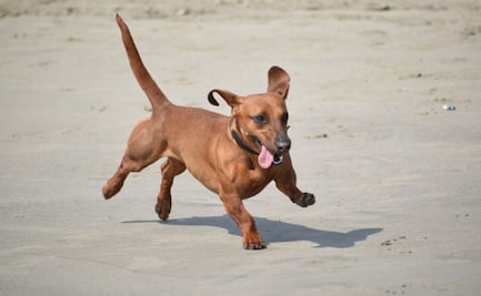 Día Mundial del Perro: Hay 8 mil lomitos abandonados en ciudad de Puebla