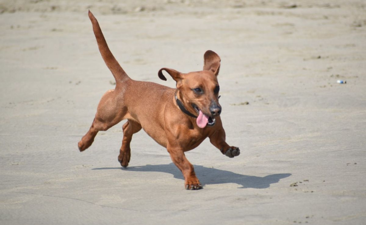 Día Mundial del Perro: Hay 8 mil lomitos abandonados en ciudad de Puebla