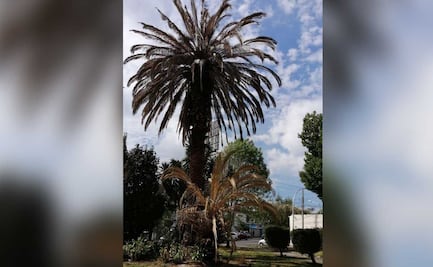 Evitarán la tala de 150 palmeras del bulevar 5 de Mayo y el zócalo