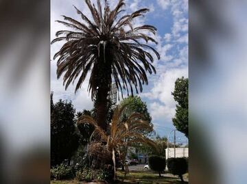 Evitarán la tala de 150 palmeras del bulevar 5 de Mayo y el zócalo